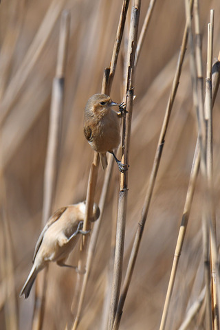 DSC_4439.jpg