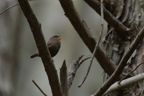 DSC_4452.jpg