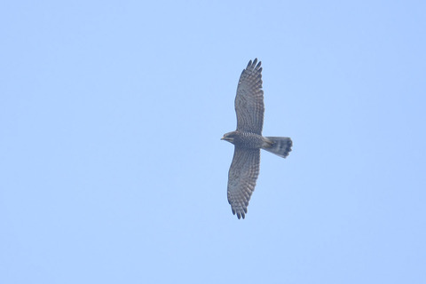 DSC_4459.jpg