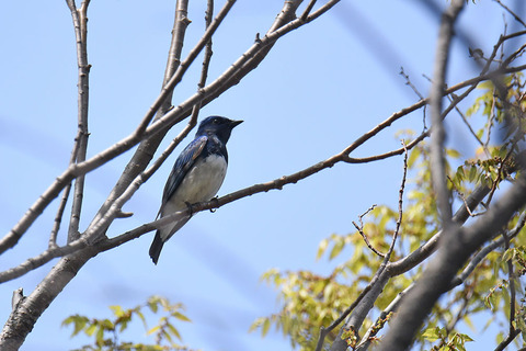 DSC_4462.jpg