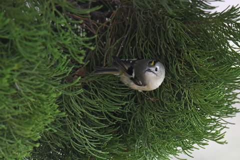 DSC_4462.jpg
