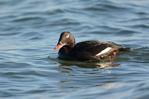 DSC_4484.jpg