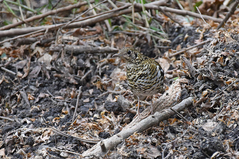 DSC_4488.jpg