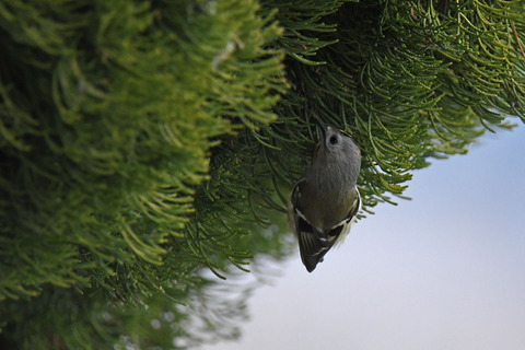 DSC_4515.jpg