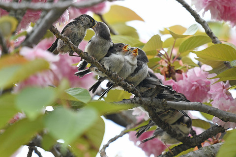 DSC_4516.jpg