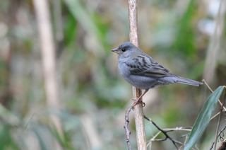 DSC_4532.jpg