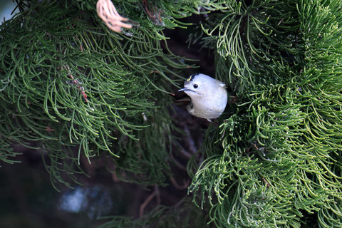 DSC_4535.jpg