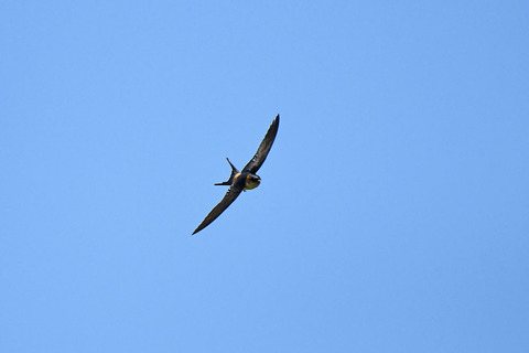 DSC_4553.jpg