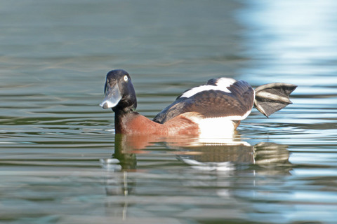 DSC_4557.jpg
