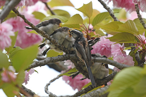 DSC_4559.jpg