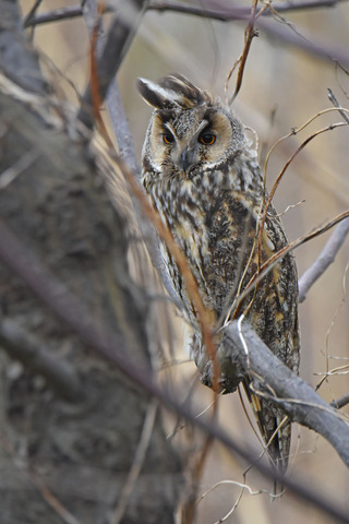 DSC_4591.jpg
