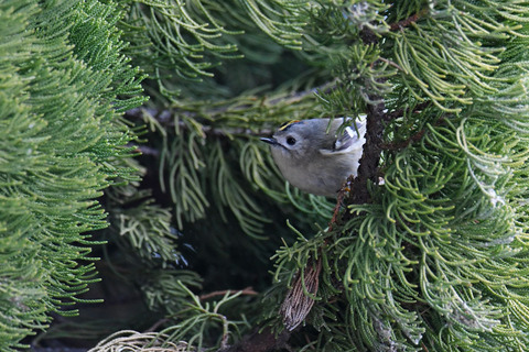 DSC_4594.jpg