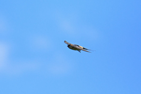 DSC_4597.jpg