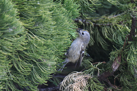 DSC_4601.jpg
