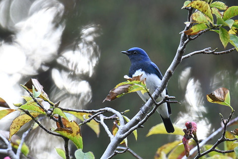 DSC_4615.jpg