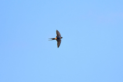 DSC_4616.jpg