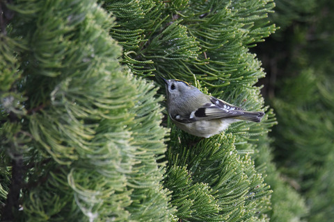 DSC_4625.jpg