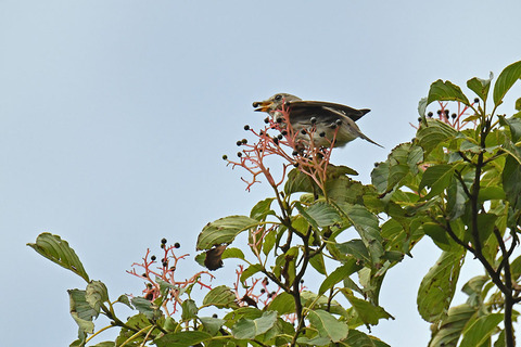 DSC_4634.jpg
