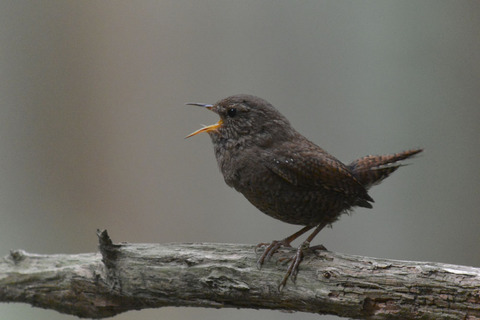 DSC_4637.jpg