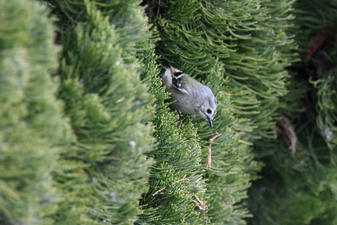 DSC_4649.jpg