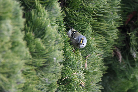 DSC_4653.jpg