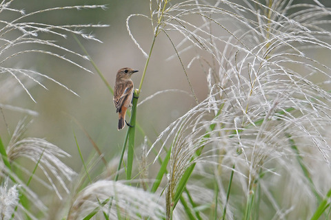 DSC_4663.jpg