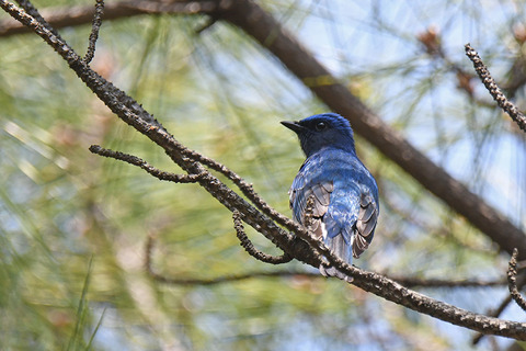 DSC_4664.jpg
