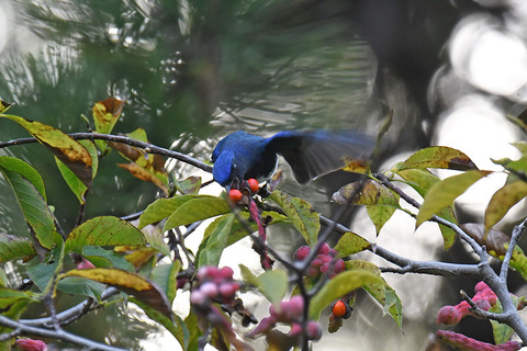 DSC_4670.jpg