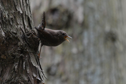 DSC_4679.jpg