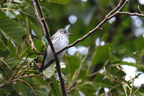 DSC_4681.jpg