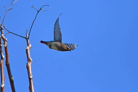 DSC_4690.jpg