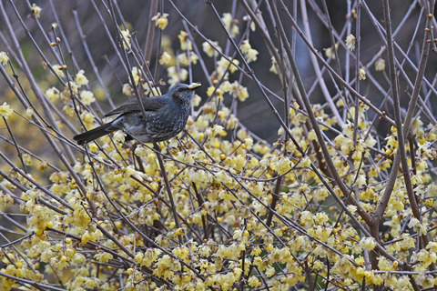 DSC_4690a.jpg