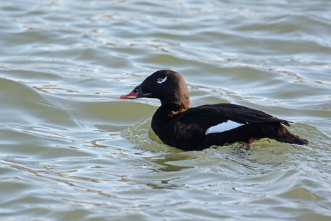 DSC_4692.jpg