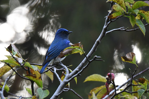 DSC_4702.jpg