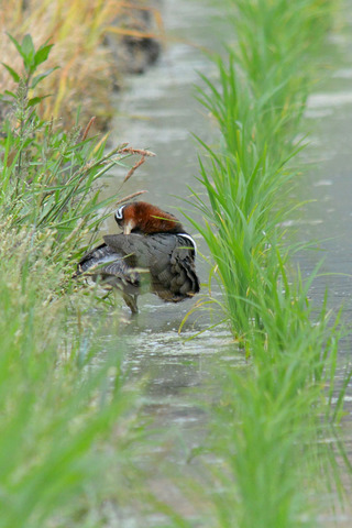 DSC_4721.jpg