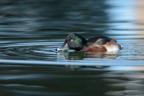DSC_4745.jpg