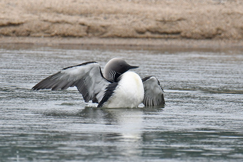 DSC_4749.jpg