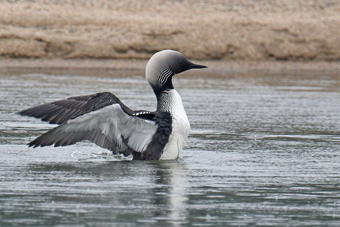 DSC_4757.jpg