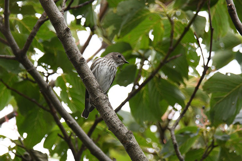 DSC_4766.jpg