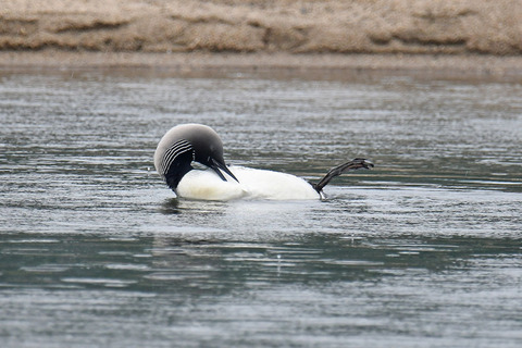 DSC_4780.jpg