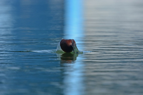 DSC_4798.jpg