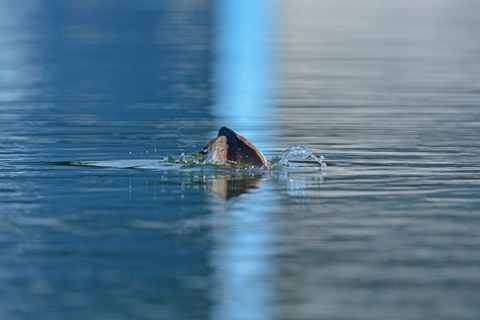 DSC_4799.jpg