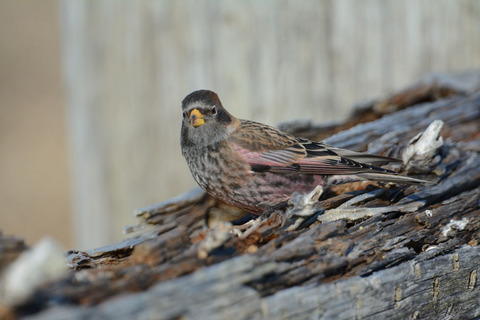DSC_4801.jpg