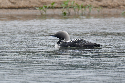 DSC_4818.jpg