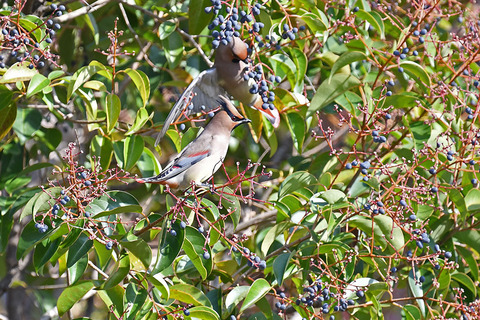 DSC_4845.jpg