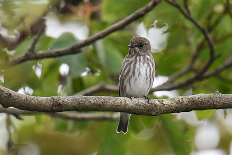 DSC_4847.jpg