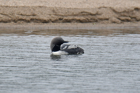 DSC_4862.jpg