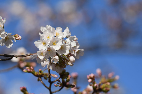 DSC_4862.jpg