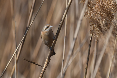 DSC_4866.jpg