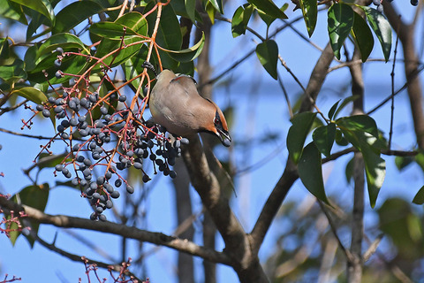 DSC_4874.jpg